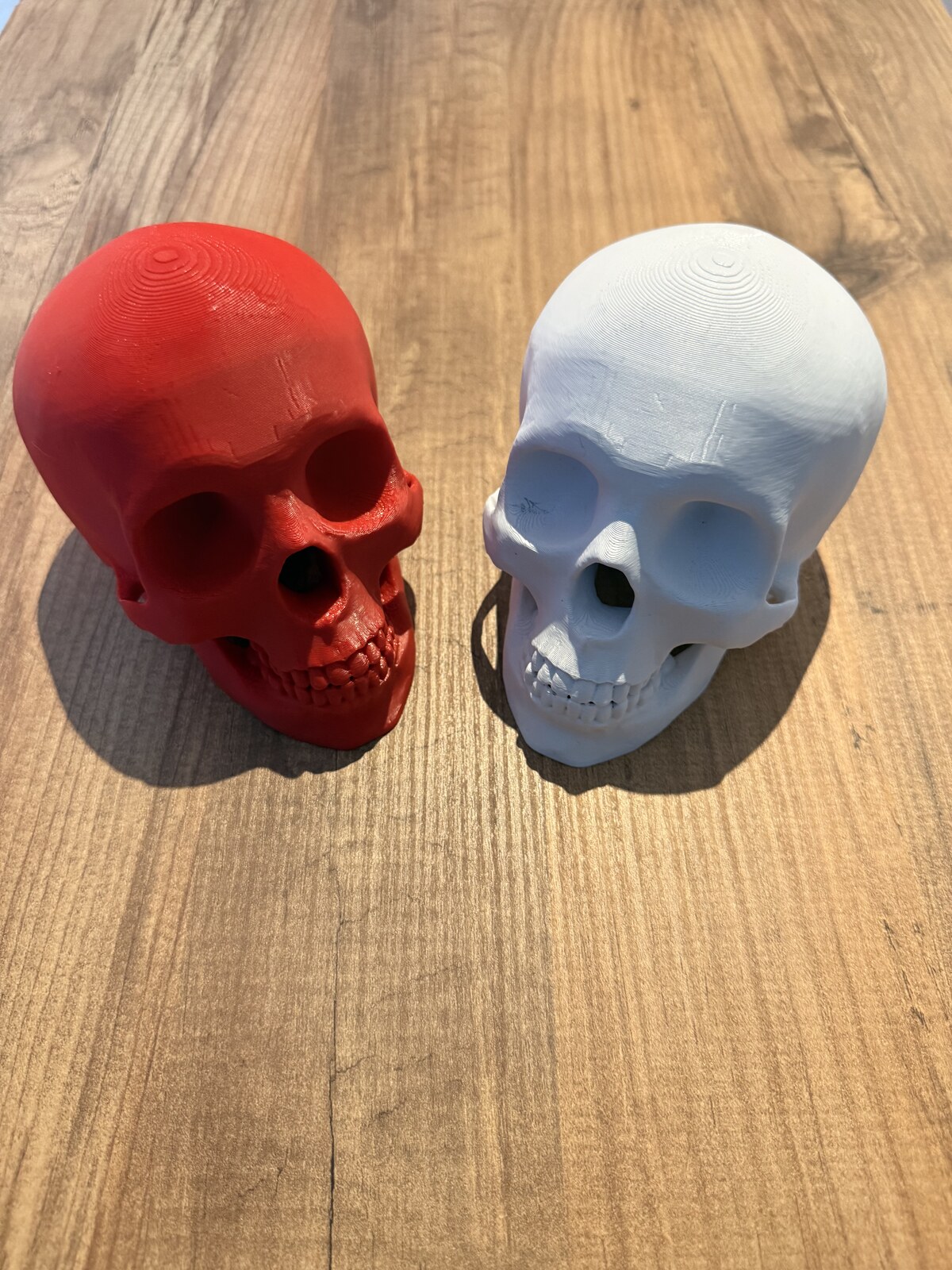 Anatomical Skull Pair